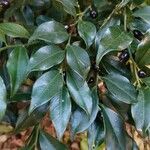 Sarcococca orientalis Folio