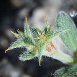 Chorizanthe orcuttiana Цветок