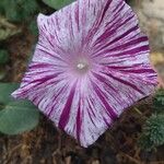 Ipomoea purpurea花