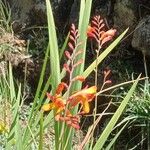 Crocosmia × crocosmiifloraÇiçek