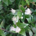 Myrtus communisFlower