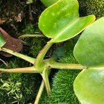 Nepenthes truncata Hábito