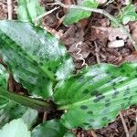 Drimiopsis maculata Blatt