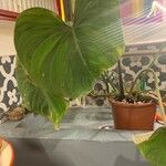 Philodendron gloriosum List