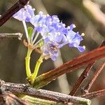 Ceanothus thyrsiflorus Flower