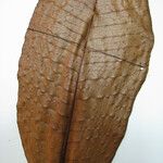 Casearia resinifera