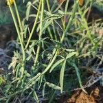 Crotalaria brevidens Hoja