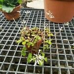 Plectranthus oertendahlii 整株植物