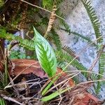 Spathiphyllum atrovirens Blatt