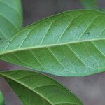 Ficus cyathistipula Blatt