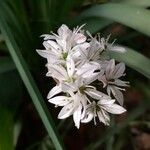 Allium trifoliatum Květ