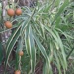 Dracaena angustifolia Deilen