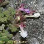 Teucrium rotundifolium Flower