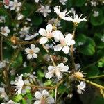 Saxifraga hirsuta Flor