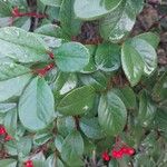 Cotoneaster meiophyllus Hoja
