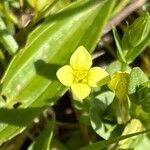 Centaurium maritimum 花