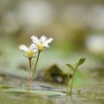 Nymphoides indica Цвят