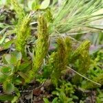 Selaginella selaginoides Levél