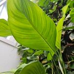 Spathiphyllum blandum Φύλλο