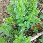 Cruciata glabra Hoja