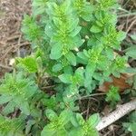 Cruciata glabra Blad