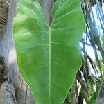 Philodendron giganteum Leaf