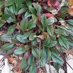 Tuberaria globulariifolia 葉
