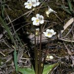 Pinguicula alpina Hábitos