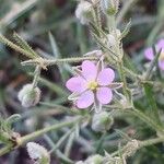 Spergularia rubra Flower