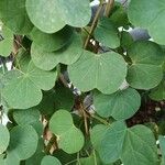 Bauhinia galpinii Blatt