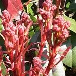 Photinia fraseri Blomma