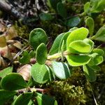 Arctostaphylos uva-ursi Lehti