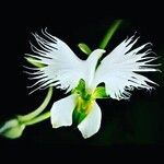 Pecteilis radiata फूल