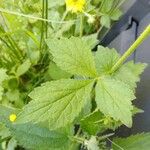 Geum pyrenaicum Blatt