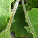 Heuchera villosa Kaarna