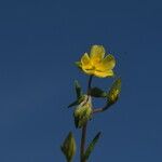 Helianthemum salicifolium Хабит