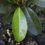 Syzygium borbonicum Leaf