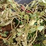 Peperomia serpensЛист