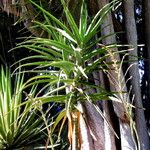 Aloe barberae List