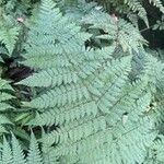 Dryopteris intermedia Hoja