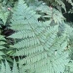 Dryopteris intermedia Лист