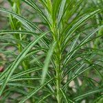 Amsonia ciliata Leaf