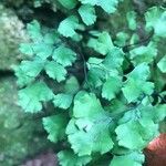 Adiantum raddianum Leaf