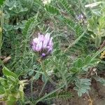 Astragalus stella ഇല