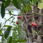 Solanum betaceum Fruit