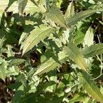 Carthamus caeruleus 葉