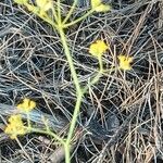 Bupleurum fruticescens Hábito