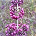 Callicarpa bodinieri Плід