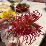 Grevillea banksii Květ