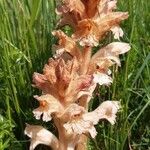 Orobanche caryophyllaceaЦвят